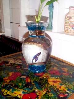 Tyson, the Beta Fish