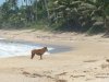 Sandy Beach in Rincon